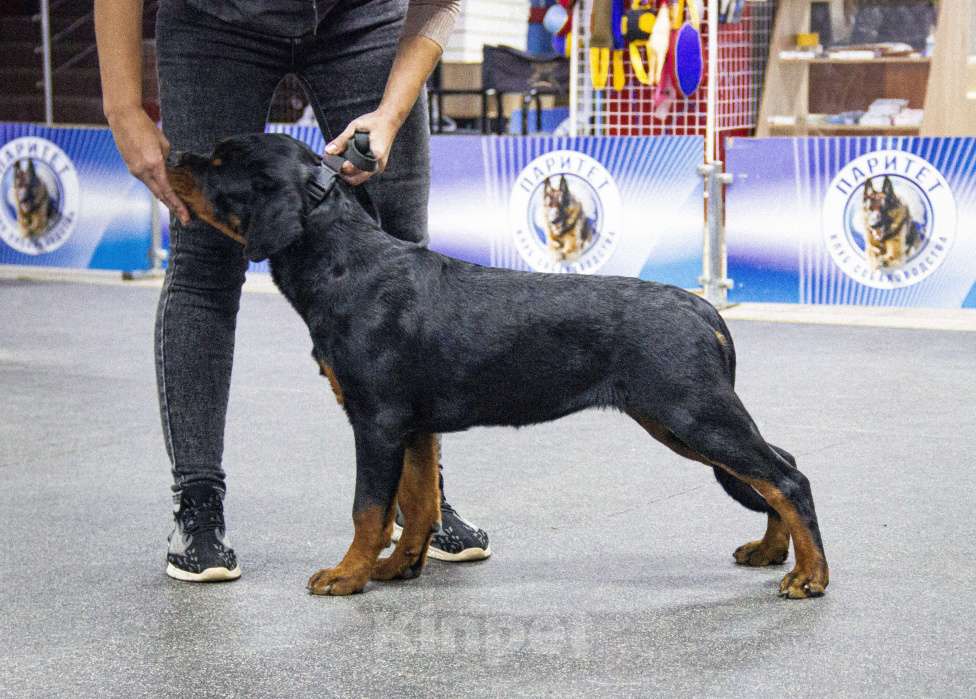 Собаки в Смоленске: Звезда Давида Букля Девочка, 120 000 руб. - фото 2
