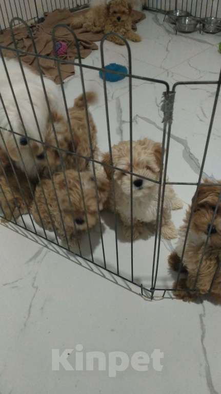 Собаки в Сергиеве Посаде: Мальтипу F1 девочка Девочка, 130 000 руб. - фото 1