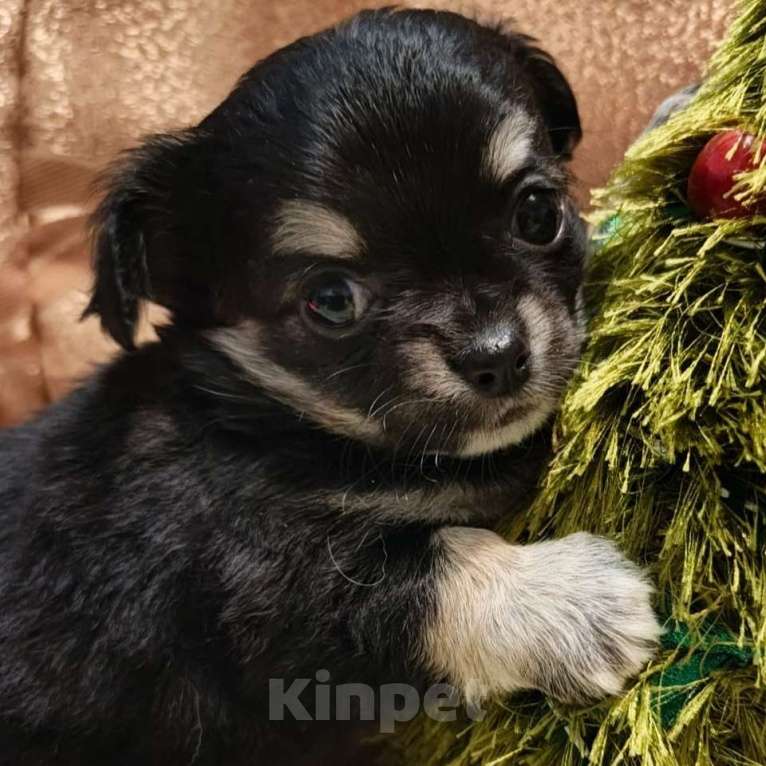 Собаки в Москве: Чихуахуа девочка  Девочка, 21 000 руб. - фото 1