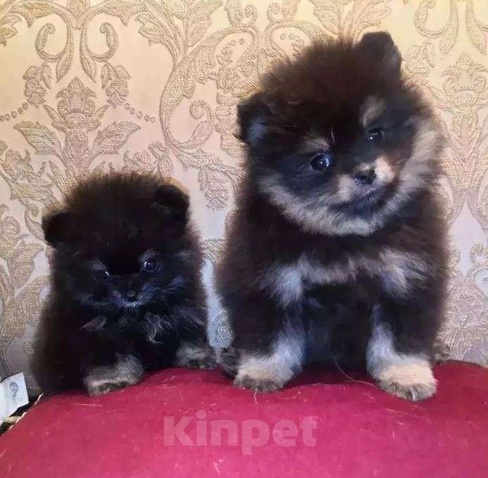 Собаки в Самаре: Щенки малыши Мальчик, Бесплатно - фото 7