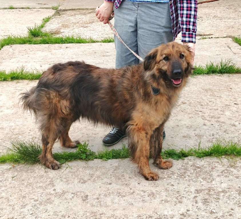 Собаки в Москве: Тигруша живет надеждой встретить свою семью! Мальчик, Бесплатно - фото 10