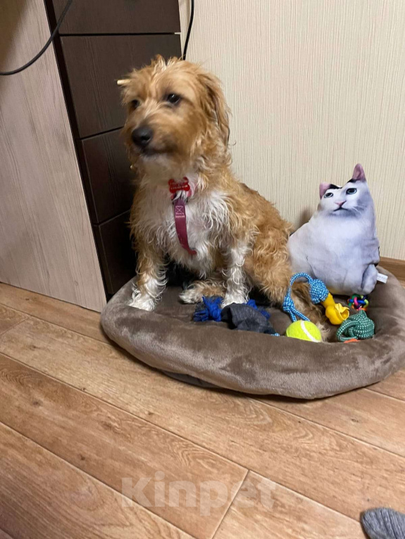 Собаки в Москве: Маленькая собачка ищет дом Девочка, Бесплатно - фото 4