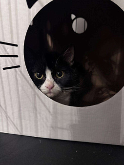 Котик в добрые руки