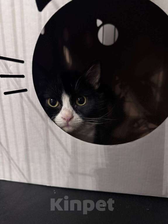 Кошки в Москве: Котик в добрые руки Мальчик, Бесплатно - фото 1