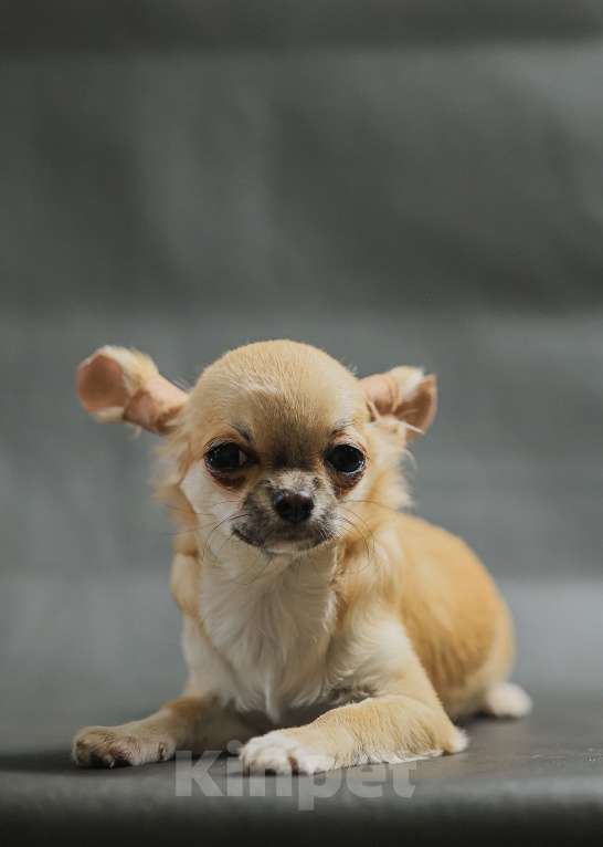 Собаки в Новосибирске: Щенок Чихуахуа  Девочка, 130 000 руб. - фото 3