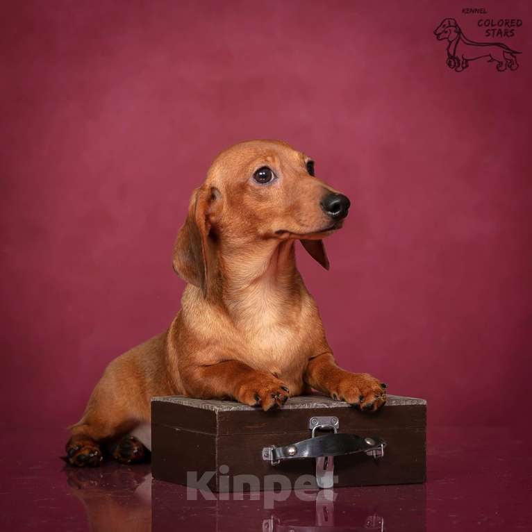 Собаки в Королеве: Кроличья такса Мальчик, 70 000 руб. - фото 4