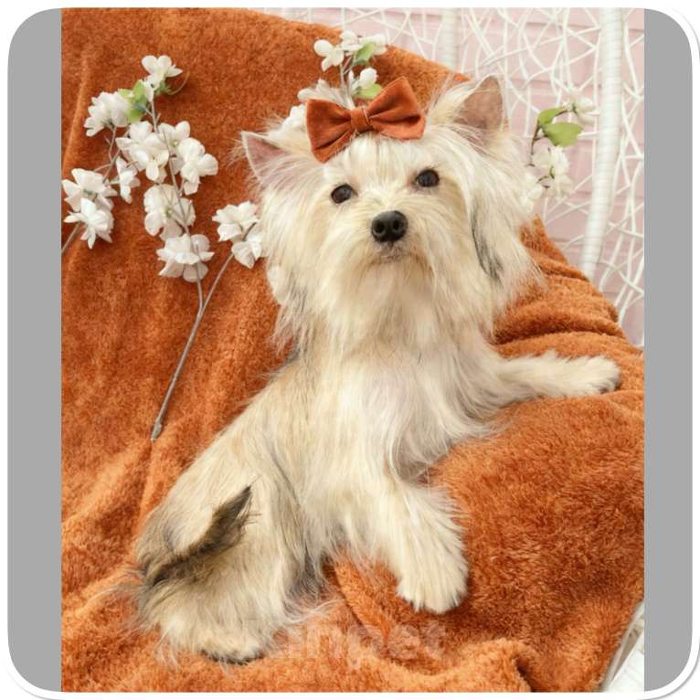 Собаки в Москве: Подрощенный йорк мини девочка золотая Девочка, 80 000 руб. - фото 5