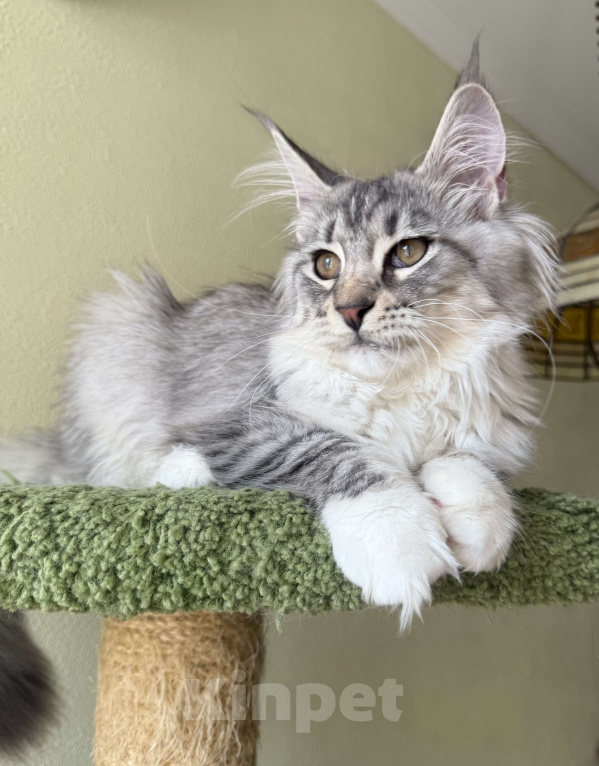 Кошки в Санкт-Петербурге: КЕНТУКИ Девочка, 35 000 руб. - фото 3