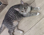 Кошки в Твери: Пропала кошечка в районе ЖК Южный берег г. Тверь!!!! Девочка, 1 руб. - фото 1
