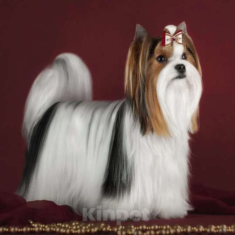 Собаки в Северске: Элитный щенок породы бивер терьер Мальчик, 45 000 руб. - фото 3