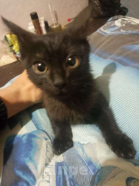 Кошки в Нижнем Новгороде: Котёнок Тёма Мальчик, Бесплатно - фото 2