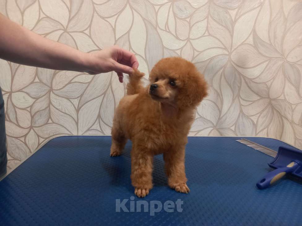 Собаки в Москве: Найс Кинг оф Ринг Мальчик, 60 000 руб. - фото 3