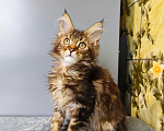 Кошки в Москве: Котёнок Мейн-кун Девочка Девочка, 50 000 руб. - фото 6