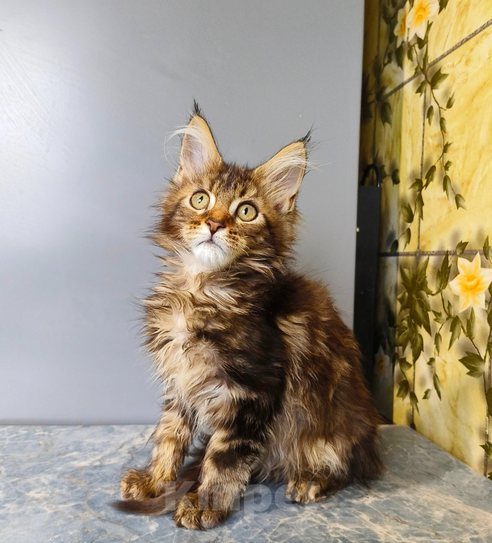 Кошки в Москве: Котёнок Мейн-кун Девочка Девочка, 50 000 руб. - фото 6