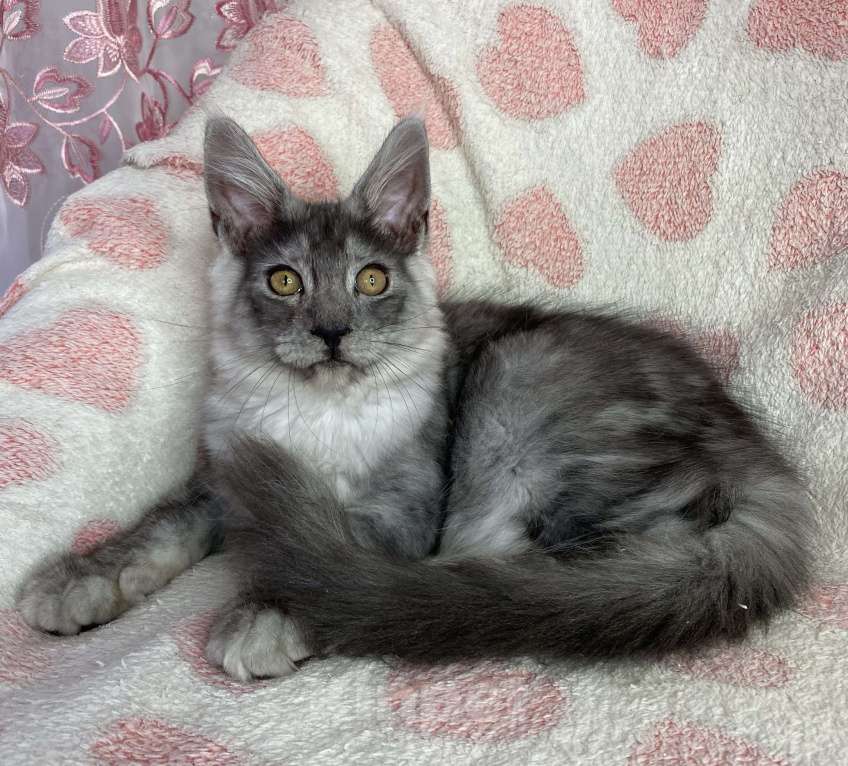 Кошки в Дмитрове: Черная дымчатая девочка мейн кун Adel Девочка, 20 000 руб. - фото 4