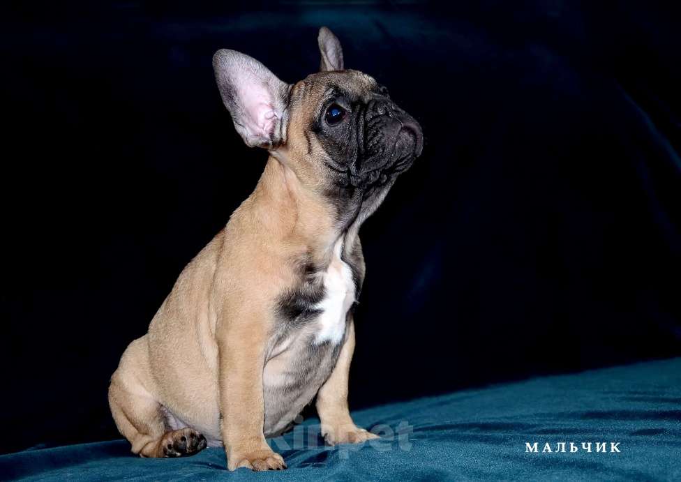 Собаки в Екатеринбурге: Французский бульдог. Ушастый СПЕЦНАЗ  Мальчик, Бесплатно - фото 2