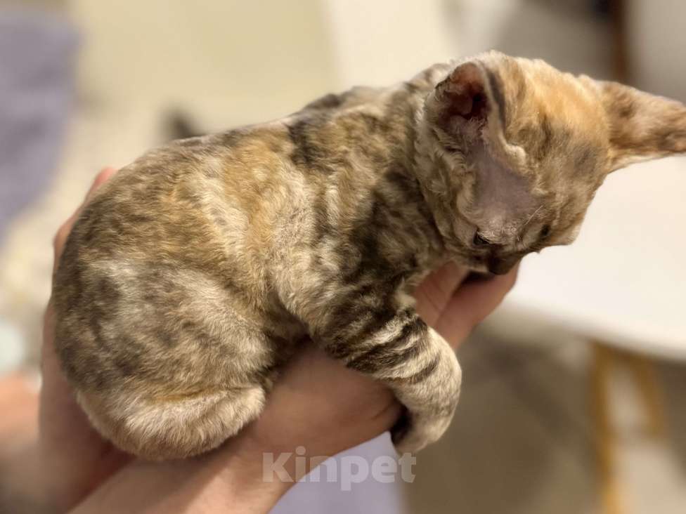 Кошки в Красногорске: Котята девон-рекс Девочка, 50 000 руб. - фото 2