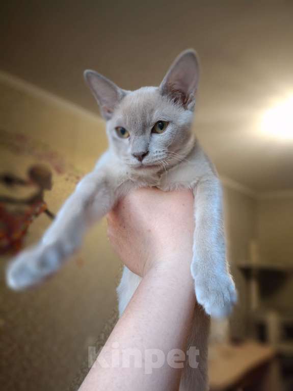 Кошки в Москве: Бурманские лиловые котята Мальчик, 40 000 руб. - фото 1