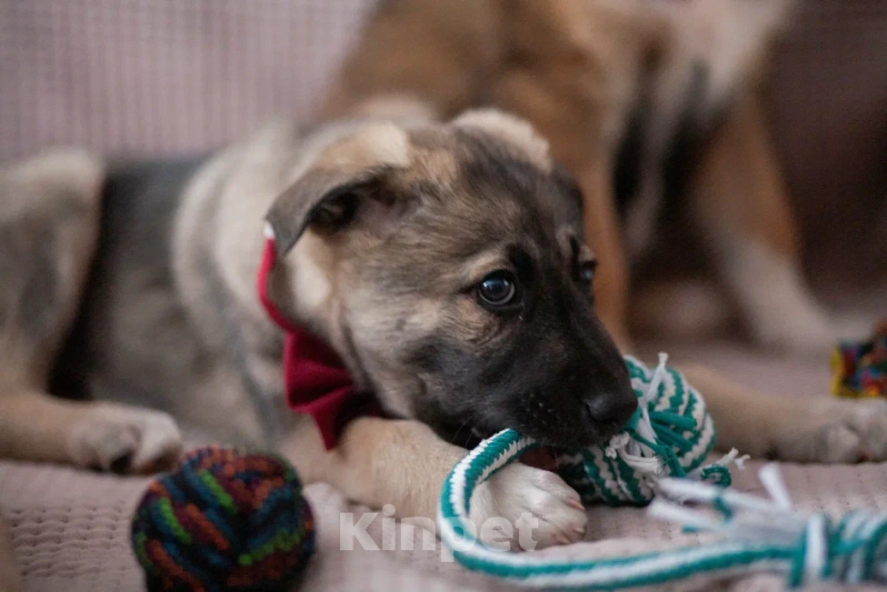 Собаки в Москве: Щенок в добрые руки Мальчик, Бесплатно - фото 9