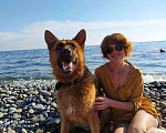 Собаки в Новороссийске: Вязка Немецкая овчарка, Бесплатно - фото 2