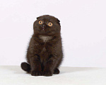 Кошки в Омске: Шотландский вислоухий кот, 35 000 руб. - фото 3