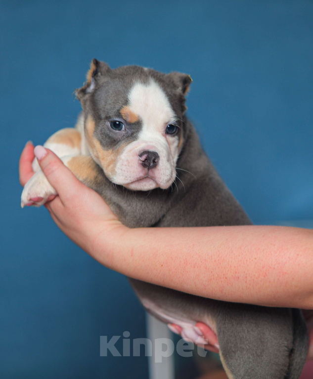 Собаки в Обнинске: Булли кобель голубой триколор Мальчик, 150 000 руб. - фото 3