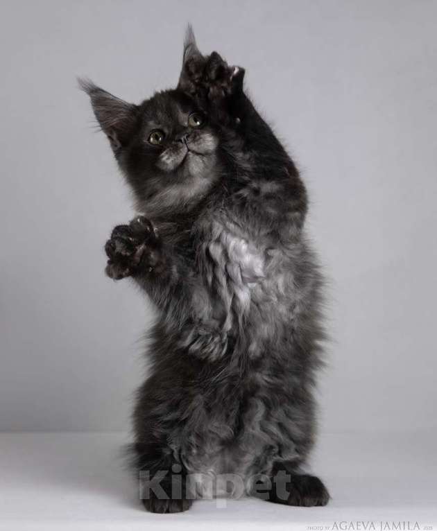 Кошки в Москве: Мейн-кун Зорро сладкий пирожок Мальчик, 105 000 руб. - фото 5