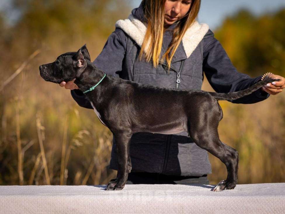 Собаки в Санкт-Петербурге: Щенки - Прайтер Девочка, 65 000 руб. - фото 2