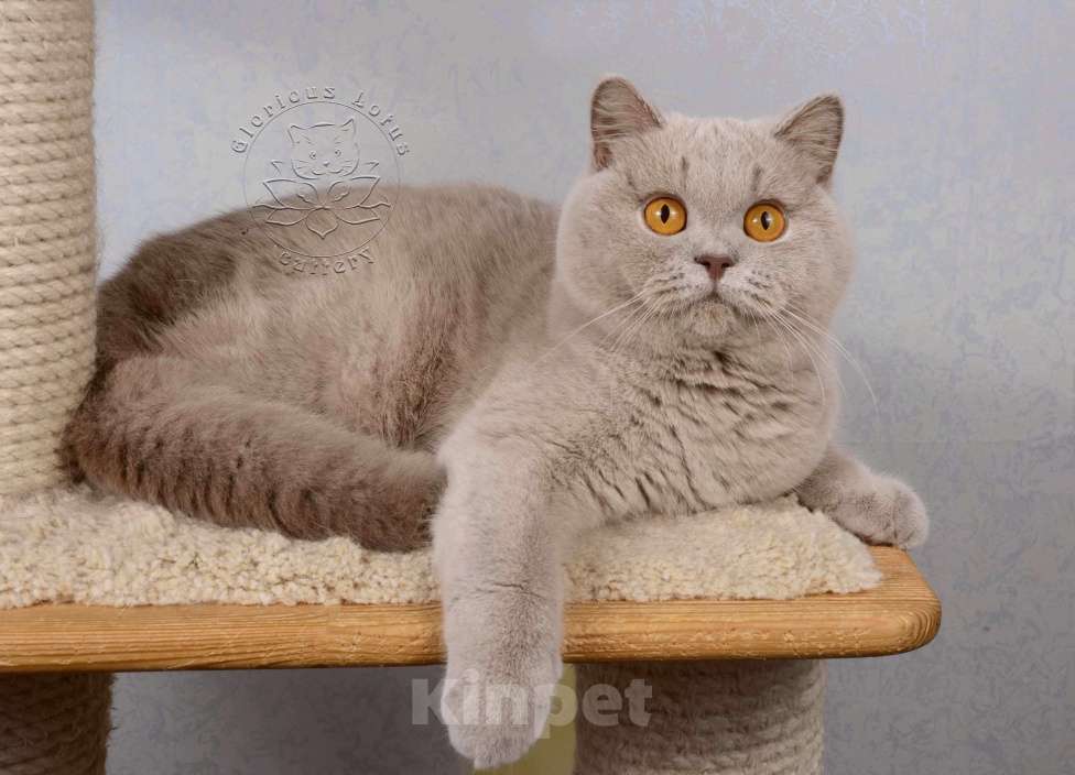 Кошки в Санкт-Петербурге: Британская кошечка теплого лилового окраса Девочка, 10 000 руб. - фото 10