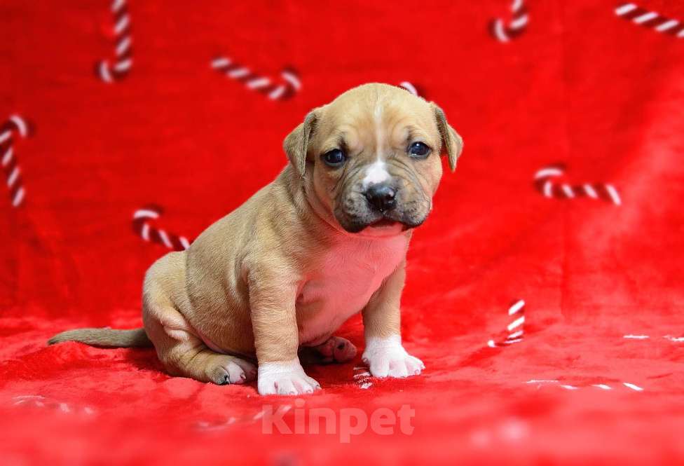 Собаки в Москве: Рыжик красавчик амстафф Мальчик, 60 000 руб. - фото 3