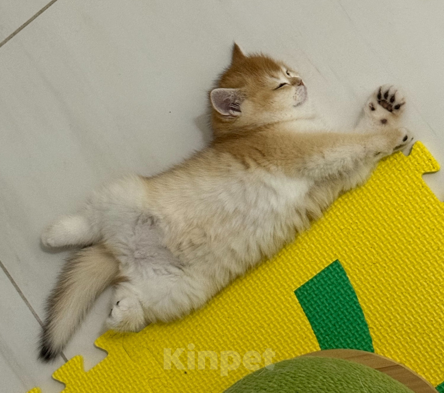 Кошки в Санкт-Петербурге: Котенок шотландская золотая шиншилла Девочка, 60 000 руб. - фото 2