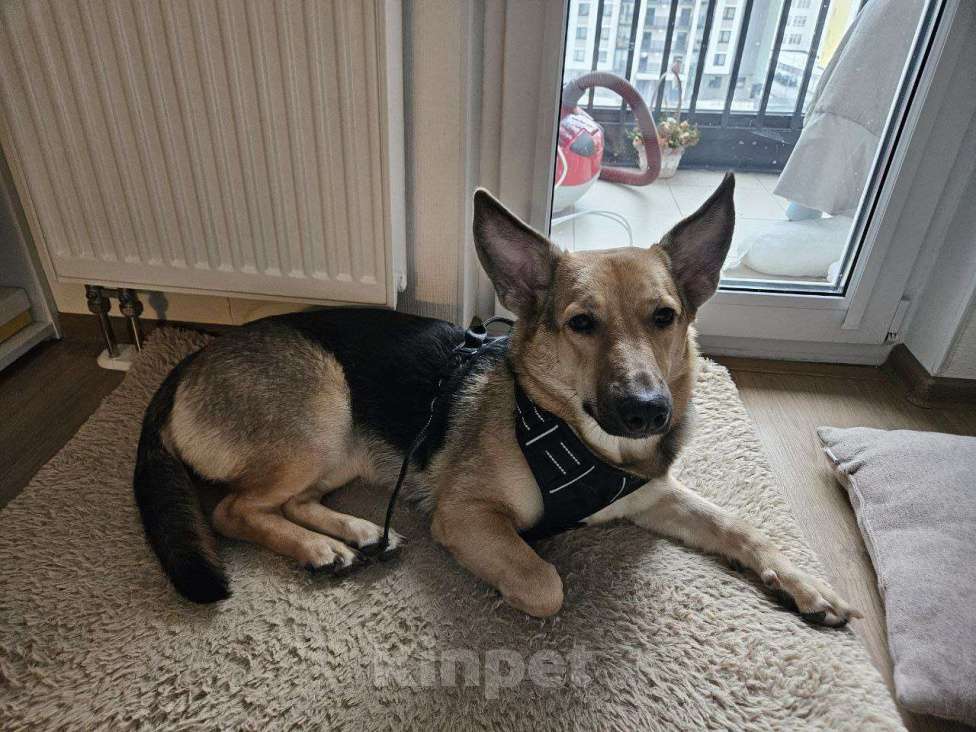 Собаки в Санкт-Петербурге: Ласковая собачка с короткими лапками Девочка, Бесплатно - фото 3