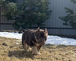 Собаки в Москве: Щенок американский булли Девочка, Бесплатно - фото 2