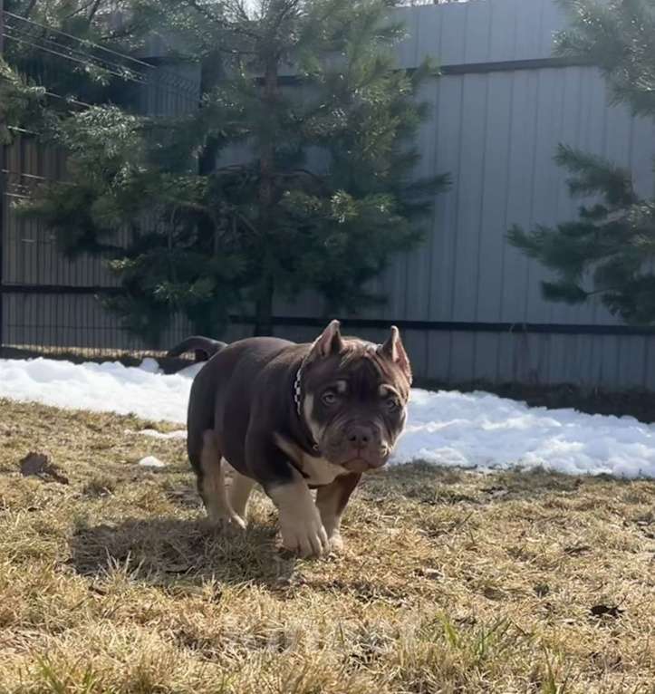 Собаки в Москве: Щенок американский булли Девочка, Бесплатно - фото 2