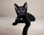 Кошки в Москве: Черный жемчуг - котёнок Финик ищет заботливых хозяев. В добрые руки Мальчик, Бесплатно - фото 1