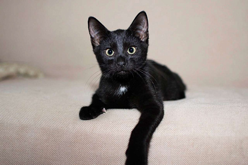 Объявление: Черный жемчуг - котёнок Финик ищет заботливых хозяев. В добрые руки, Бесплатно, Москва