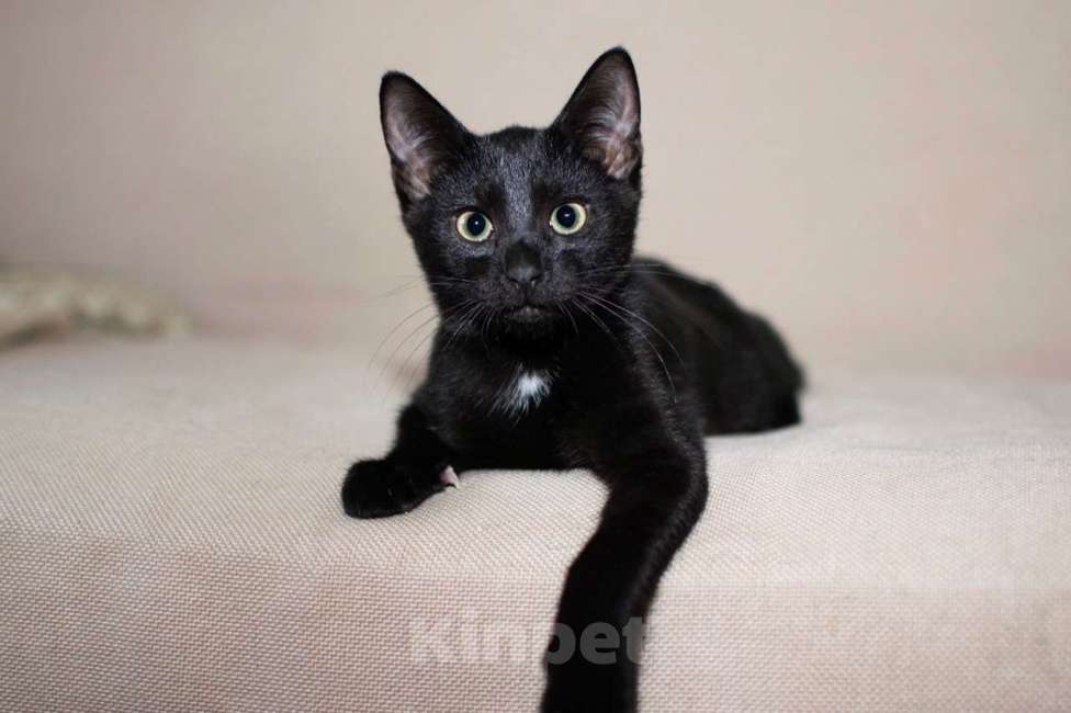 Кошки в Москве: Черный жемчуг - котёнок Финик ищет заботливых хозяев. В добрые руки Мальчик, Бесплатно - фото 1