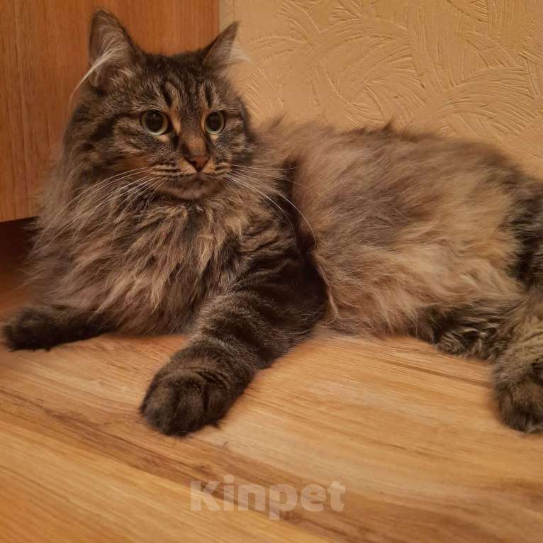 Кошки в Москве: Роскошная сибирская кошка Мурка в добрые руки Девочка, 1 руб. - фото 6