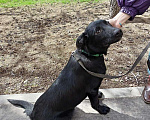 Собаки в Москве: Черный ласковый щенок метис лабрадора Робин в добрые руки Мальчик, 1 руб. - фото 1