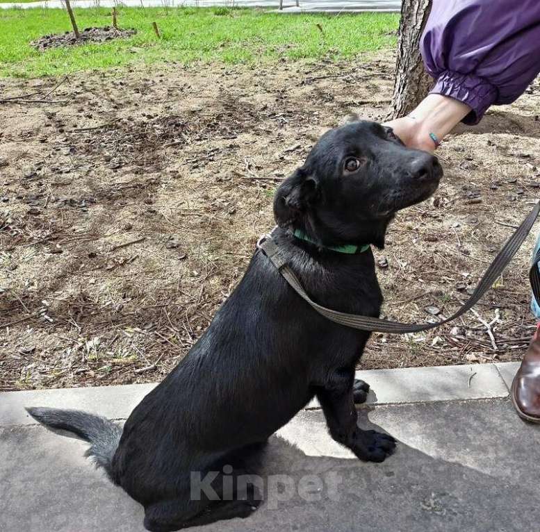 Собаки в Москве: Черный ласковый щенок метис лабрадора Робин в добрые руки Мальчик, 1 руб. - фото 1