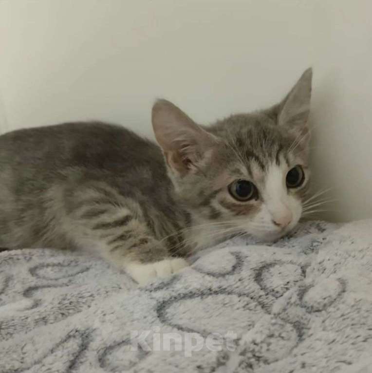 Кошки в Москве: Двухмесячная малютка Мерит грустит в боксе без игрушек Девочка, Бесплатно - фото 3