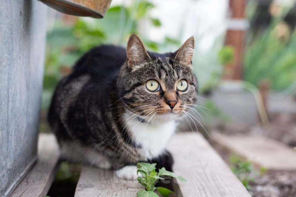 Кошки в Москве: Мюсля-домашняя кошка. Жизненные обстоятельства Девочка, Бесплатно - фото 2