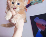 Кошки в Иркутске: Рыжий мальчик  Мальчик, 1 000 руб. - фото 1