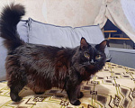 Кошки в Волгограде: Взрослая умная кошка МУСЯ Девочка, Бесплатно - фото 2