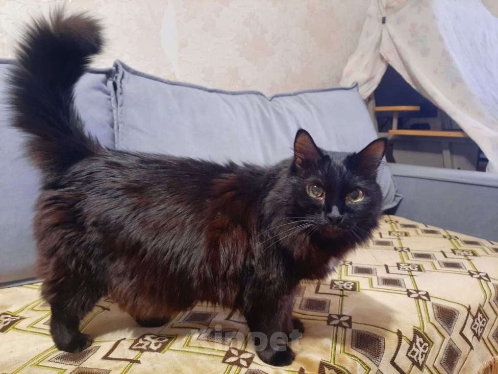 Кошки в Волгограде: Взрослая умная кошка МУСЯ Девочка, Бесплатно - фото 2