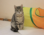 Кошки в Москве: Скромница Зита Девочка, Бесплатно - фото 1