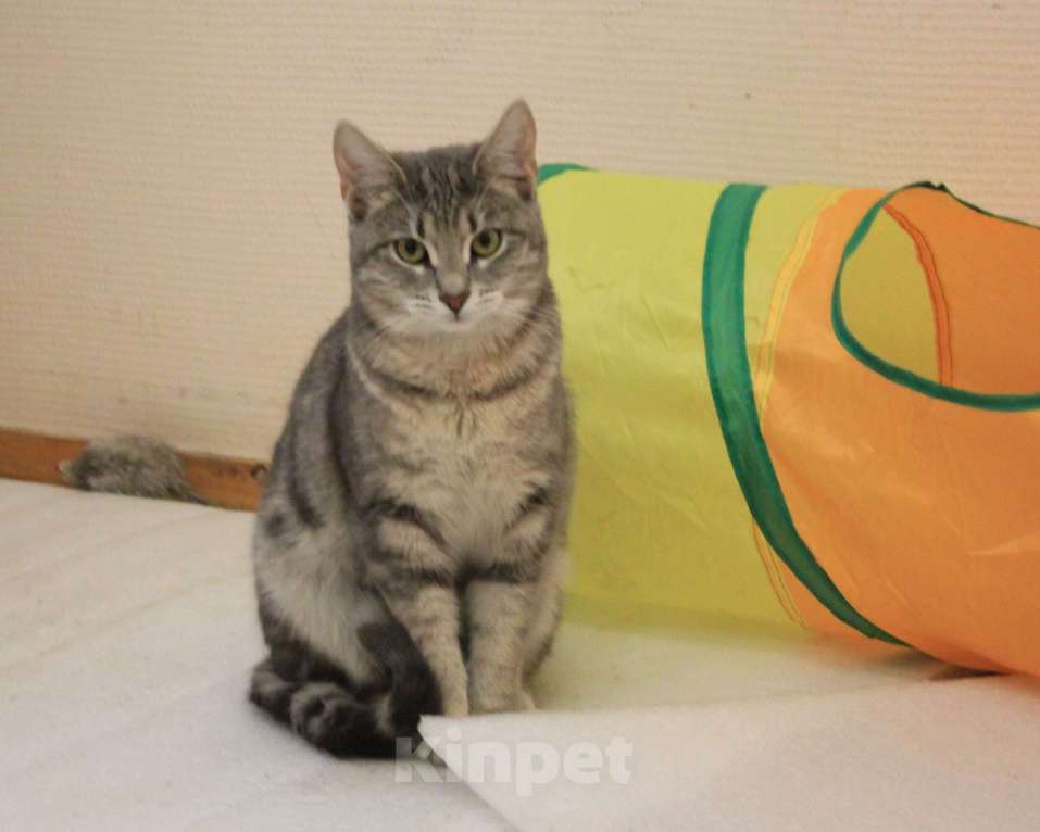 Кошки в Москве: Скромница Зита Девочка, Бесплатно - фото 1