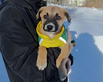 Собаки в Москве: Маленькое счастье - щенок Тишка ищет дом! Девочка, Бесплатно - фото 1