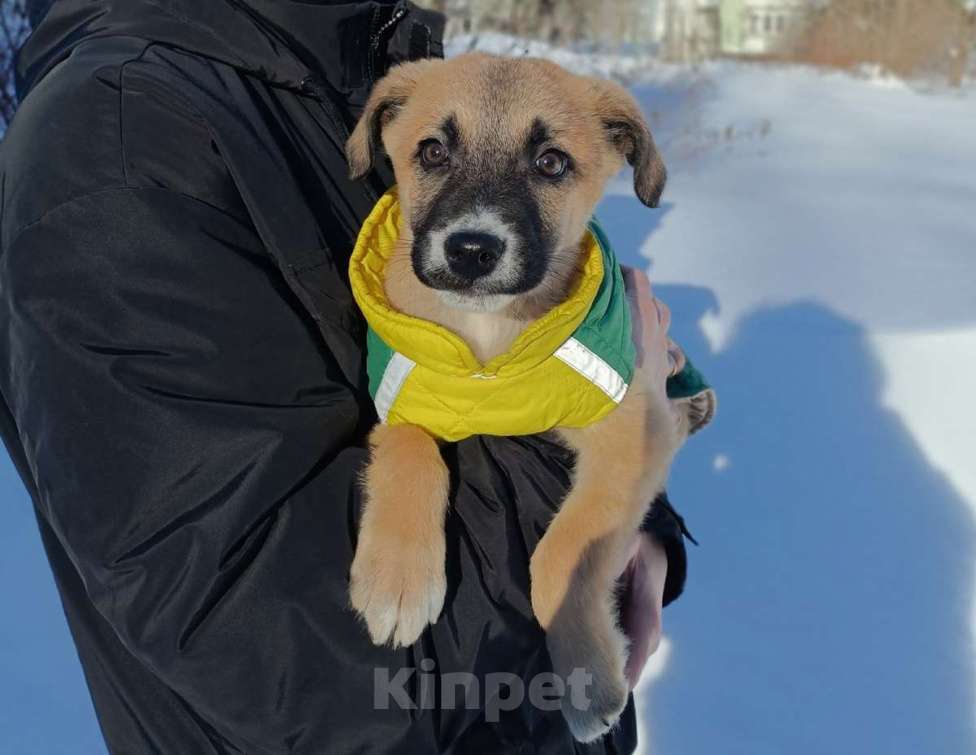 Собаки в Москве: Маленькое счастье - щенок Тишка ищет дом! Девочка, Бесплатно - фото 1