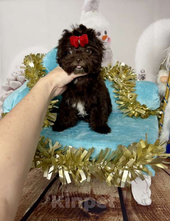 Собаки в Сосновом Бору: Девочка шоко йорка Нутелла Девочка, 70 000 руб. - фото 4